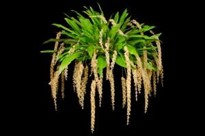 Dendrochilum kingii 'Windflower' CCM/AOS 85 pts.